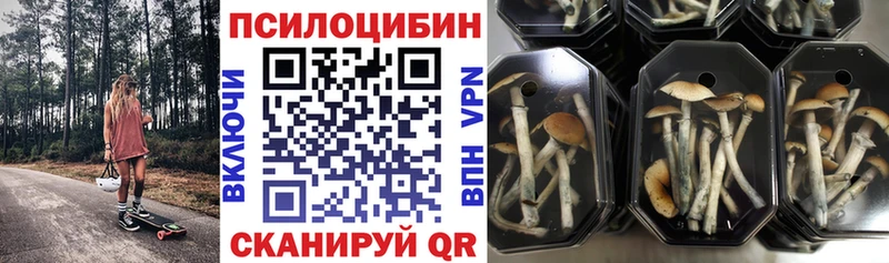 Купить где  Берёзовка  Галлюциногенные грибы Psilocybe 